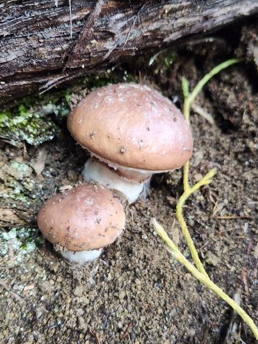 褐环乳牛肝菌(Suillus luteus) 真实照片 · 拍摄者:claire_grace83