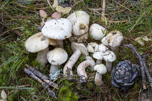 白柄粘乳牛肝菌(Suillus placidus) 真实照片 · 拍摄者:myc0gio