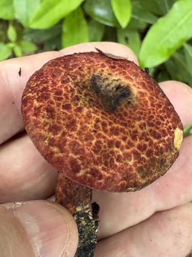 虎皮粘盖牛肝菌(Suillus tigrinus) 真实照片 · 拍摄者:joeyshaw