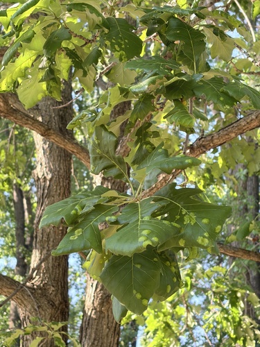 耳状小塔氏菌(Taphrina sp.) 真实照片 · 拍摄者:greensby