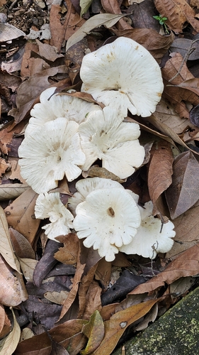 问型鸡枞(Termitomyces sp.) 真实照片 · 拍摄者:jasperbasil