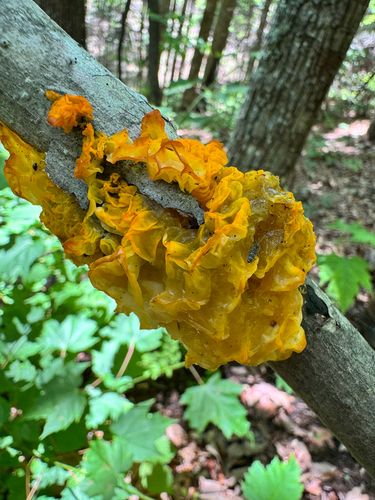 金耳(Tremella aurantialba) 真实照片 · 拍摄者:ozerrillo