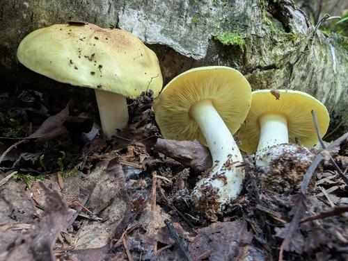 油黄口蘑(Tricholoma equestre) 真实照片 · 拍摄者:fanniericard
