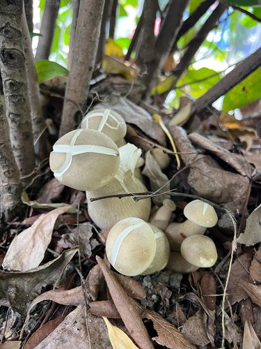 巨型口蘑(Tricholoma giganteum) 真实照片 · 拍摄者:cjy7