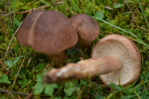 鳞盖口蘑(Tricholoma imbricatum) 真实照片 · 拍摄者:purenature