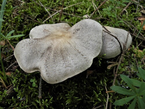 虎皮口蘑(Tricholoma pardinum) 真实照片 · 拍摄者:helen-dnipro