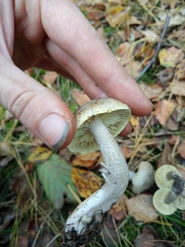 皂味口蘑(Tricholoma saponaceum) 真实照片 · 拍摄者:kwiatoslaw99