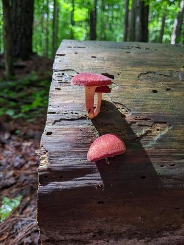 赭红拟口蘑(Tricholomopsis rutilans) 真实照片 · 拍摄者:bassoont