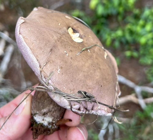 小孢粉孢牛肝菌(Tylopilus microsporus) 真实照片 · 拍摄者:colindomnauer