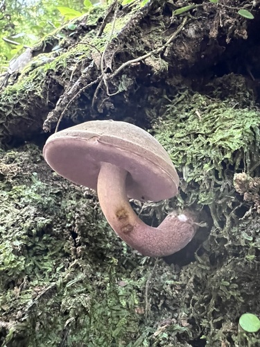 新苦粉孢牛肝菌(Tylopilus neofelleus) 真实照片 · 拍摄者:hitomi_yamashita