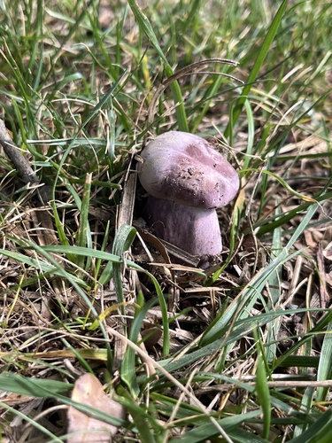 大孢粉末牛肝菌(Tylopilus plumbeoviolaceus) 真实照片 · 拍摄者:elandrews