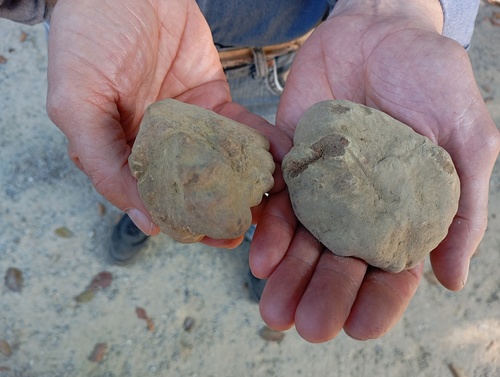 白松露(Tuber magnatum) 真实照片 · 拍摄者:mfilippa