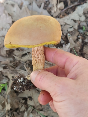 虎皮小牛肝菌(Xerocomus sp.) 真实照片 · 拍摄者:fatimacarrasco