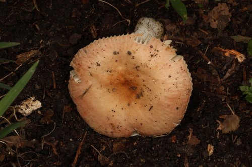 小红菌(Russula sp.) 真实照片 · 拍摄者:johnplischke