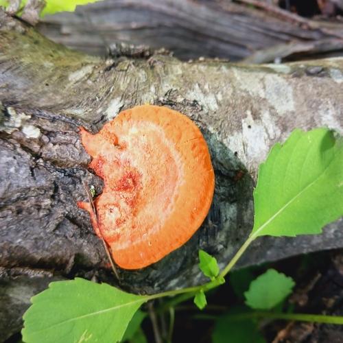 血红密孔菌(Pycnoporus sp.) 真实照片 · 拍摄者:cliyok