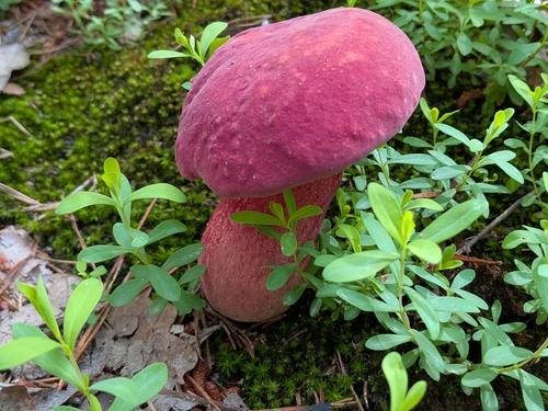 黄见手(Lanmaoa flavosquamesum) 真实照片 · 拍摄者:robert_alabama