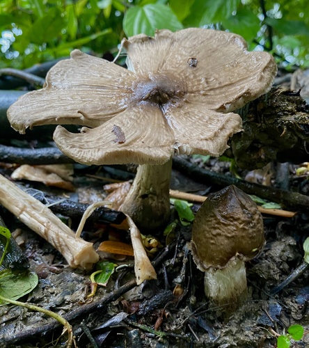 黄皮鸡枞(Termitomyces fuliginosus) 真实照片 · 拍摄者:myomyintthu