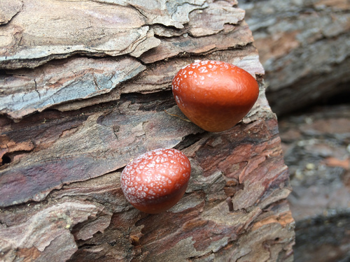 中华隐孔菌(Cryptoporus sinensis) 真实照片 · 拍摄者:konami